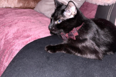 Request Quote: Jordyn Love - Professional Pet Photographer - Columbus, OH