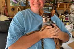 Request Quote: Darcies Dog Walking Service  - Costa Mesa, CA