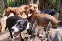 Request Quote: You Don't Know Sit - Dog Training and Owner Coaching - Siler City, NC