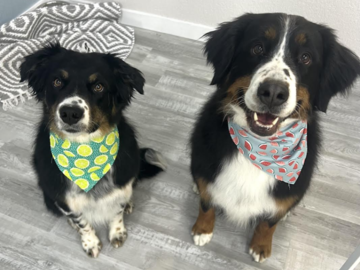 brother and sister deshed