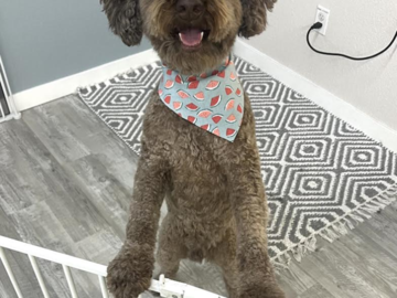 happy dog after being groomed