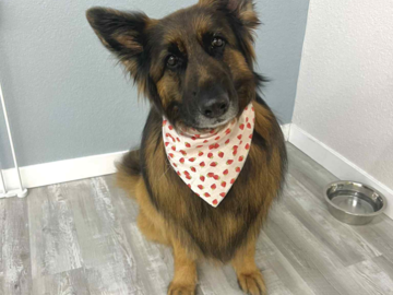 german shepard deshed