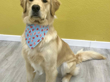 golden retriever grooming