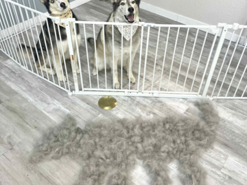 huskies after deshed and bath