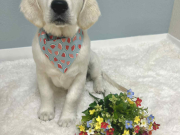puppy spring photo after grooming
