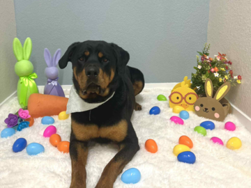 moose after his groom