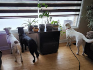 Happy Pups at the Window