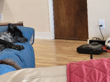 Rest Time at AwesomeDog