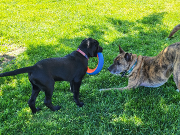 Playtime at AwesomeDog