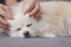 Request Quote: Your Companions Wellness Journey - Santa Cruz, CA