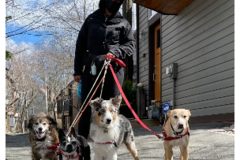 Request Quote: Kritter Korner - Dog Walking and Pet Sitting - Cambridge, MA