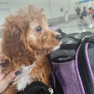 Curated visual reference: Visual Reference: Leo Cedarvle In Vip Flight Nanny And Ground Pet Transport
