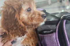 Request Quote: VIP Flight Nanny and Ground Pet Transport - Nationwide