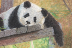 Request Quote: Pet Portraits by Fiona  - Nationwide