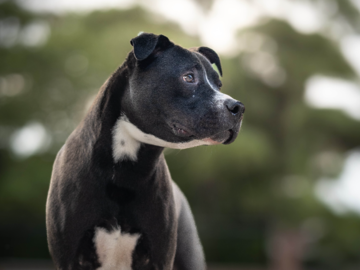Portrait of a black and white pet 