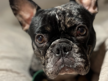 Portrait of a French Bulldog