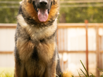 Portrait of a German Shepherd