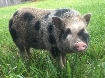 Portrait of a miniature pig 