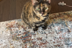 Request Quote: Angie Santi - Professional Pet Sitter - Cumming, GA