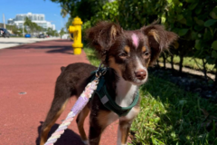 Request Quote: Flight Nanny - Nationwide