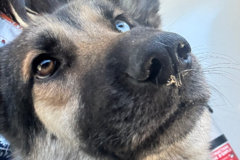 Request Quote: Moving Pets with Love, Care, and Comfort - Nationwide