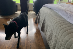 Request Quote: Compassionate Pet Transportation Services  - Nationwide