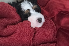 Request Quote: Trusted Puppy Flight Nanny Service Door to Door - Nationwide