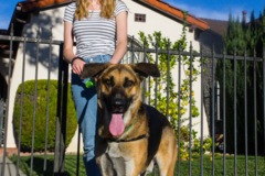 Request Quote: Dog Savvy - Positive Dog Training  - Salt Lake City, UT