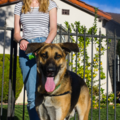 Dog Savvy - Positive Dog Training  - Salt Lake City, UT