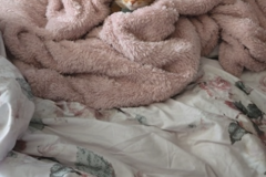 Request Quote: Pet Transport For Most Animals - Clermont, GA