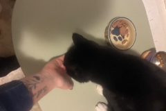 Request Quote: Sit Happens! - Professional Pet Sitting - West Orange, NJ