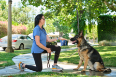 Request Quote: Behavioral Dog Training - Techniques for Success - Nationwide