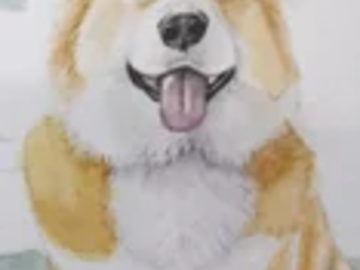 A portrait of a Corgi dog, painted in watercolor.