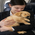 Certified Professional Flight Nanny - Nationwide