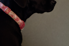 Request Quote: Field & Paws Dog Walking Services - Asheville, NC