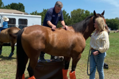 Request Quote: Cavanal Chiropractic Animal Clinic - Shady Point, OK