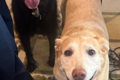 Request Quote: Max's Furrever Friends | Dog Walking | LKN Area)  - Huntersville, NC