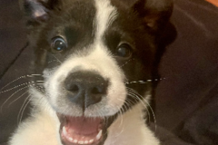 Request Quote: Janissa Wilson - Professional Dog Walker - New Orleans, LA