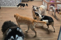 Request Quote: JSI Homestead Kennel  - Kittanning, PA