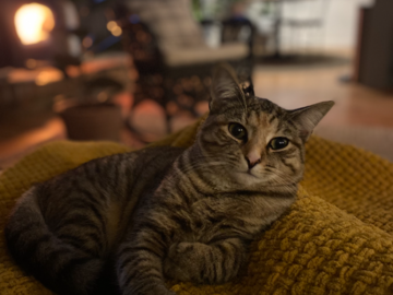 Feral, my little "wild" cat.