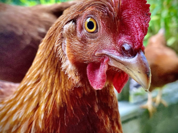 Plucky, the chosen 'mother'.