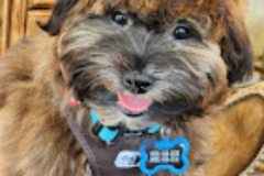 Request Quote: Noble Dog Training - Kansas City, MO