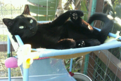 Request Quote: Professional Pet Massages and Sitting - Tallahassee, FL