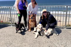 Request Quote: I Care For Your Pet As My Own - Flight Nanny  - San Marcos, CA