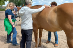 Request Quote: Healing Touch For Animals Energy Therapy - Animal Reiki - Nationwide