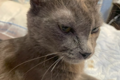 Request Quote: Dog Walking and In Home Sitting For Cats and Dogs - Gilbert, AZ