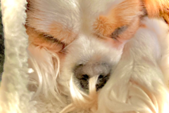 Request Quote: Canine, Equine, & Chicken Consulting & Training  - Nationwide