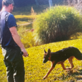 Dog Trainer K9 Specialist  - Fredericksburg, VA