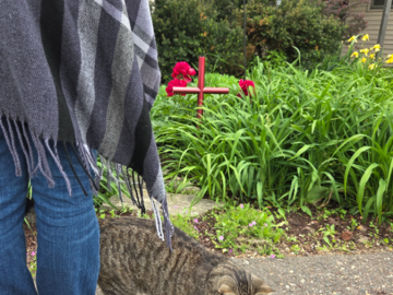 EC Ruby Red memorial urn= final resting place in flower garden. Young lady recalling the memories with her cat.