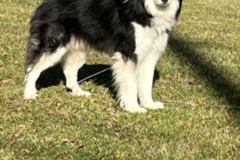 Request Quote: Spicy Girls Freight - Pet Transport - Nationwide